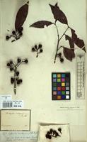 Type of Matayba inelegans Spruce ex Radlk. [family SAPINDACEAE]