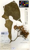 Type of Pavetta testui Bremek. [family RUBIACEAE]