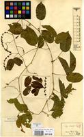 Type of Serjania tenuis Radlk. [family SAPINDACEAE]