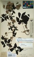 Isotype of Serjania columbiana Radlk. [family SAPINDACEAE]