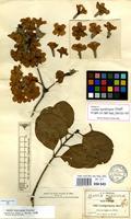 Isotype of Cordia morelosana Standl. [family BORAGINACEAE]