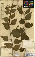 Syntype of Acalypha communis Müll.Arg. var. intermedia Müll.Arg. [family EUPHORBIACEAE]