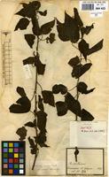 Syntype of Acalypha amblyodonta (Müll.Arg.) Müll.Arg. var. villosa Müll.Arg. [family EUPHORBIACEAE]