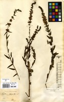 Filed as Lythrum virgatum L. [family LYTHRACEAE]