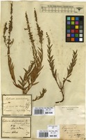Filed as Lythrum virgatum L. [family LYTHRACEAE]