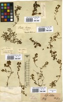 Filed as Lythrum portula (L.) D.A. Webb. [family LYTHRACEAE]