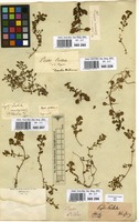 Filed as Lythrum portula (L.) D.A. Webb. [family LYTHRACEAE]