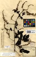 Syntype of Serjania fuscifolia Radlk. [family SAPINDACEAE]
