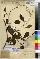Type of Ampelocissus venenosa De Wild. [family VITACEAE]