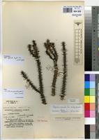 Isoneotype of Euphorbia griseola Pax subsp. griseola [family EUPHORBIACEAE]