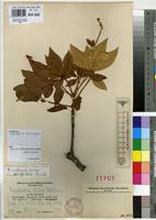 Isotype of Ricinodendron viticoides Mildbr. [family EUPHORBIACEAE]