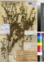 Isolectotype of Tinnea juttae Dinter [family LAMIACEAE]