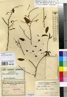 Isosyntype of Olax stuhlmannii Engl. [family OLACACEAE]