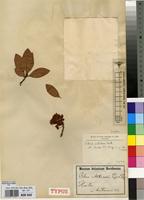 Type of Ochna antunesii Engl. & Gilg. ex Tiegh. [family OCHNACEAE]
