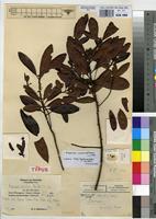 Isotype of Rapanea gracilior Mildbr. [family MYRSINACEAE]