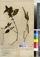 Type of Brachystephanus africanus S.Moore var. brevicuspis Mildbr. [family ACANTHACEAE]