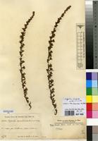 Isotype of Cliffortia aequatorialis R.E.Fr. & T.C.E.Fr. [family ROSACEAE]