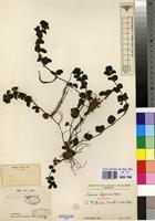 Isoneotype of Veronica abyssinica Fresen. [family SCROPHULARIACEAE]