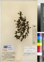 Type of Dyschoriste marandellae Merxm. [family ACANTHACEAE]