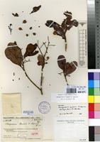 Isotype of Nesogordonia humbertii Capuron [family MALVACEAE]