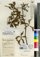 Isotype of Cyphostemma dysocarpum (Gilg & Brandt) Desc. subsp. glandulosissimum Verdc. [family VITACEAE]