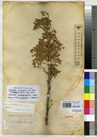 Syntype of Vernonia multiflora De Wild. [family COMPOSITAE]