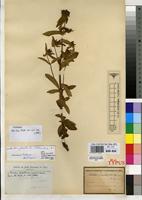 Holotype of Osbeckia zambesiensis Cogn. [family MELASTOMATACEAE]