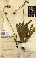Filed as Conyza subscaposa O.Hoffm. [family COMPOSITAE]