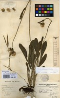 Filed as Conyza subscaposa O.Hoffm. [family COMPOSITAE]