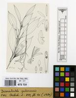 Filed as Diceratostele gabonensis Summerh. [family ORCHIDACEAE]