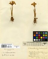 Type of Iris bornmuelleri Hausskn. [family IRIDACEAE]