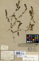 Type of Hydrilla verticillata (L.f.) Royle var. brevifolia Casp. [family HYDROCHARITACEAE]