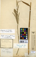 Type of Paspalum virgatum L. var. parviflorum Doll [family GRAMINEAE]