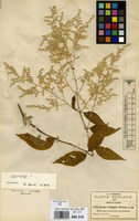 Isotype of Iresine pringlei S.Watson [family AMARANTHACEAE]