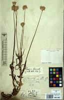 Type of Gomphrena rupestris Nees [family AMARANTHACEAE]