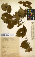 Filed as Choristylis rhamnoides Harv. [family ESCALLONIACEAE]
