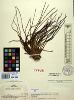 Isotype of Isoetes smithii H.P.Fuchs [family ISOETACEAE]