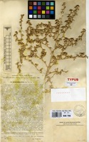 Isotype of Salsola minkvitziae Korovin [family AMARANTHACEAE]
