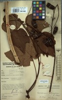 Filed as Clappertonia polyandra (K.Schum. ex Sprague) Bech. [family MALVACEAE]