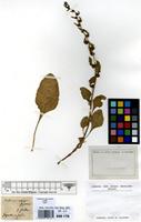 Type of Beta macrocarpa Guss. [family AMARANTHACEAE]