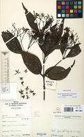 Holotype of Tarenna inops Degreef [family RUBIACEAE]