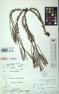 Paratype of Huperzia afromontana Pic. Serm. [family LYCOPODIACEAE]