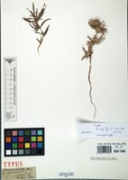 Isosyntype of Borreria radiata DC. [family RUBIACEAE]
