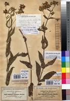 Isosyntype of Guizotia schultzii Hochst. ex A.Rich. [family ASTERACEAE]