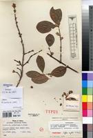 Isoneotype of Coffea engleri K.Krause [family RUBIACEAE]
