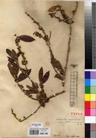 Isotype of Tricalysia seretii De Wild. [family RUBIACEAE]