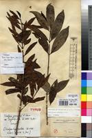 Syntype of Tricalysia pallens Hiern [family RUBIACEAE]