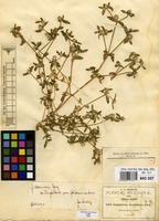 Type of Gomphrena parviceps Standl. [family AMARANTHACEAE]