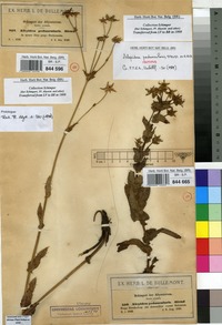 Filed as Alepidea peduncularis Steud. ex A.Rich. [family UMBELLIFERAE]