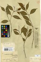 Type of Faramea oligantha Mull.Arg. [family RUBIACEAE]